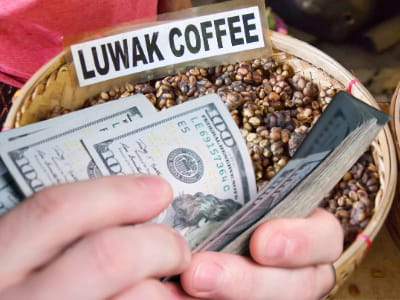what is the price of kopi luwak