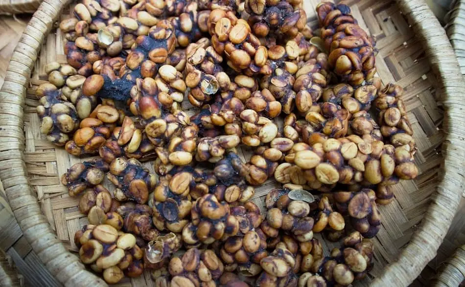 What Is Kopi Luwak  Coffee 