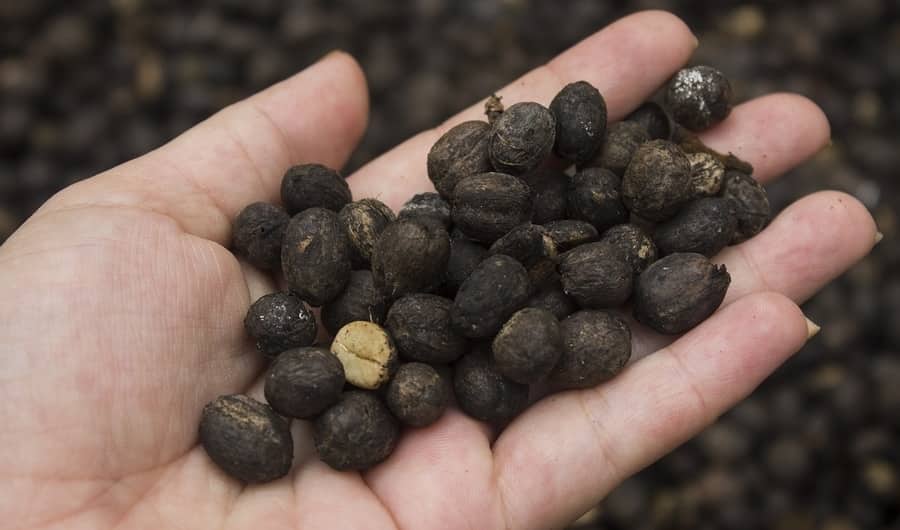 Cascara in a person's hand