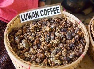 unprocessed kopi luwak coffee beans with sign that says 'luwak coffee'