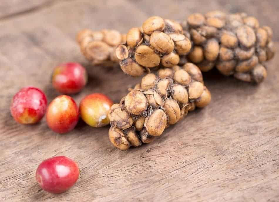 civet poop containing coffee beans surrounded by fresh coffee cherries