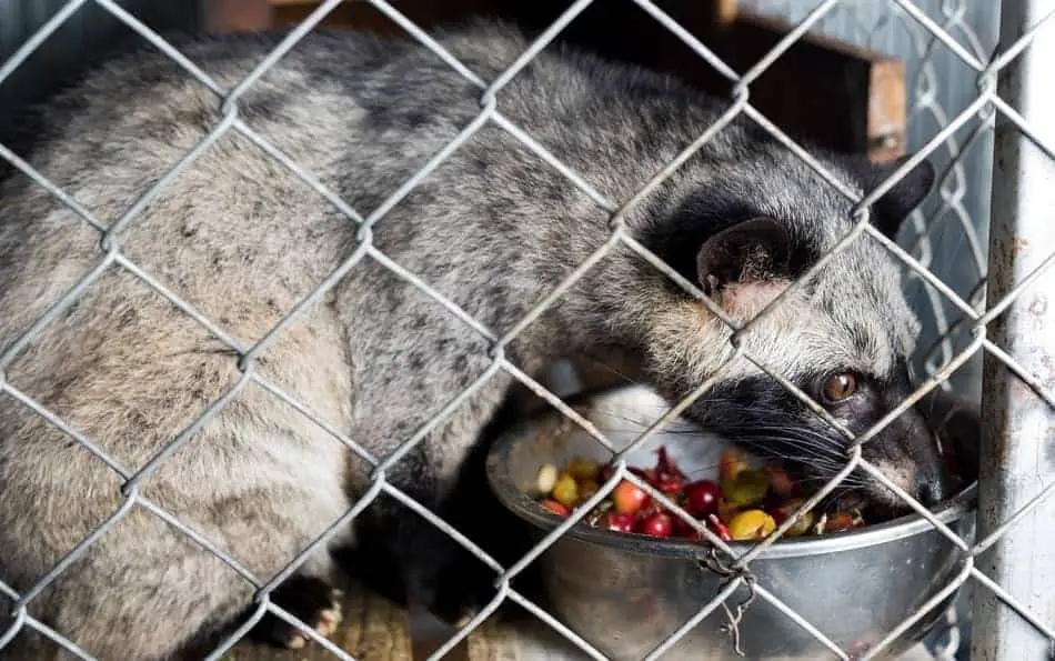 asian palm civet in cage being force-fed coffee cherries