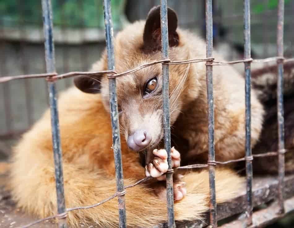asian palm civets held in cage