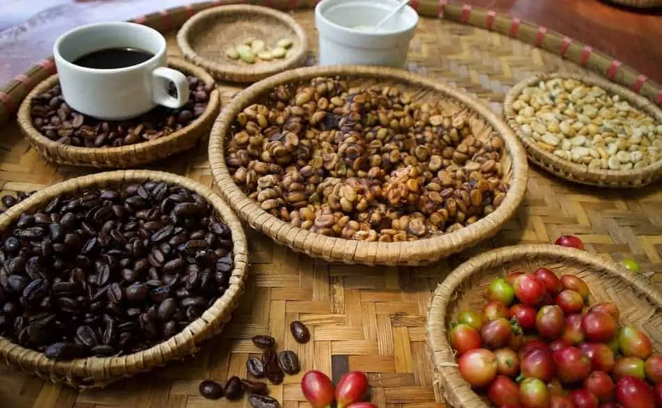 What Is Kopi Luwak Coffee?