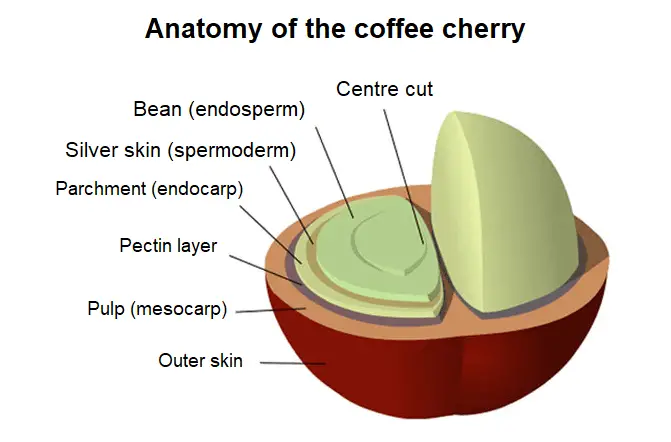 anatomy of the coffee cherry: outer skin, pulp (mesocarp), pectin layer, parchment (endocarp), silver skin (spermoderm), bean (endosperm), centre cut