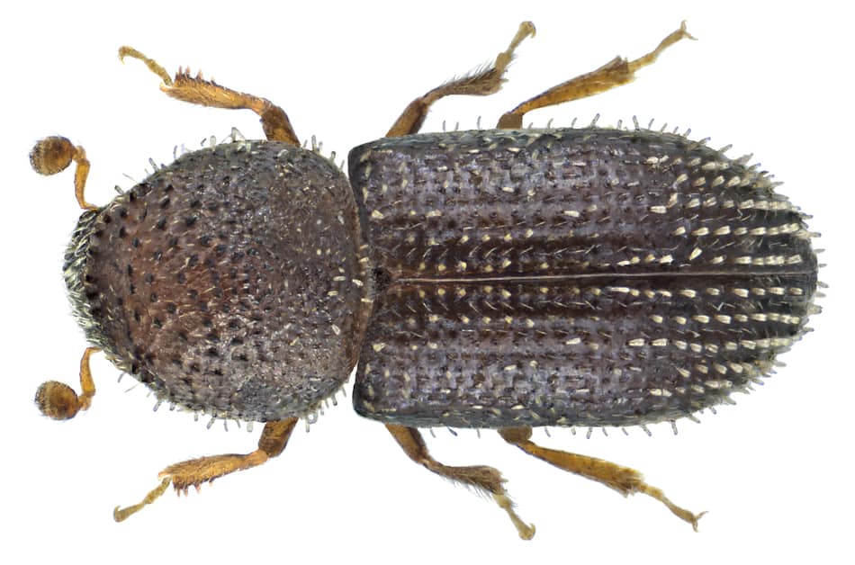 Hypothenemus hampei (coffee berry borer beetle)