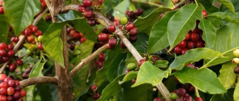 coffee-production-101-how-is-coffee-produced-processed