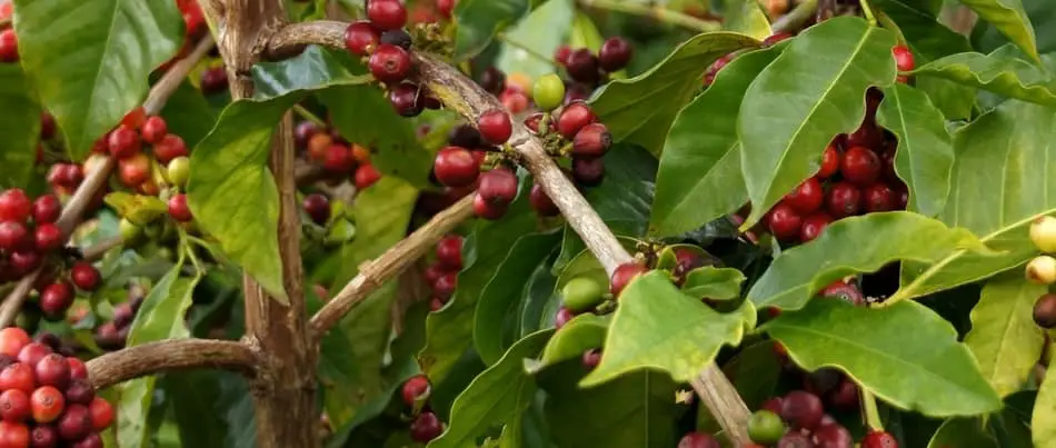 coffee plant branch and leaves and red coffee cherries