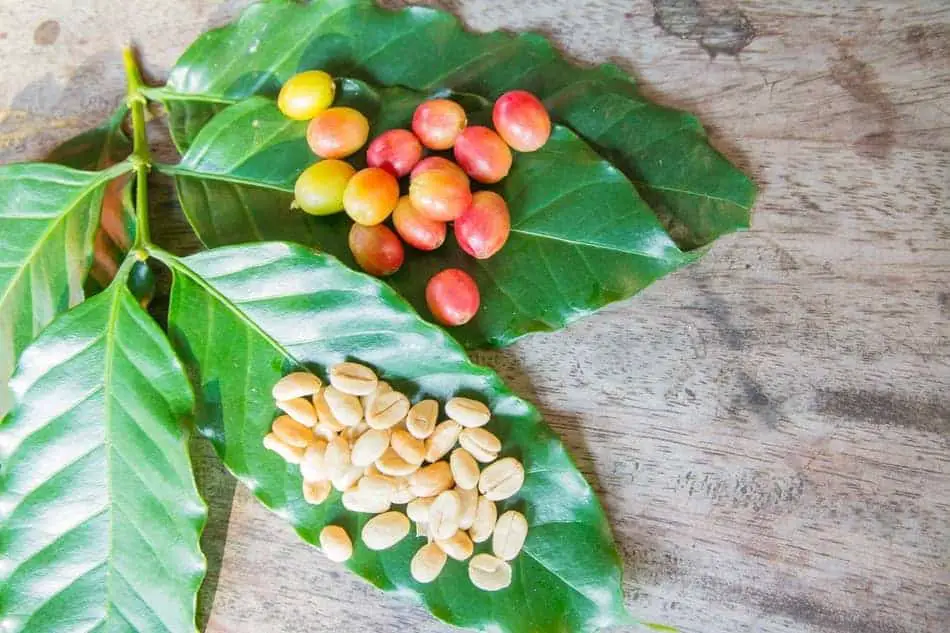 coffee cherries and unprocessed beans sitting on green coffee plant leaves