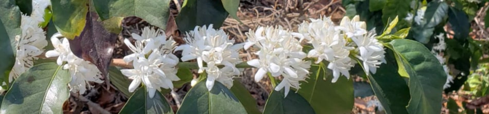 row of white coffee flowers along a branch of the coffee plant with green leaves