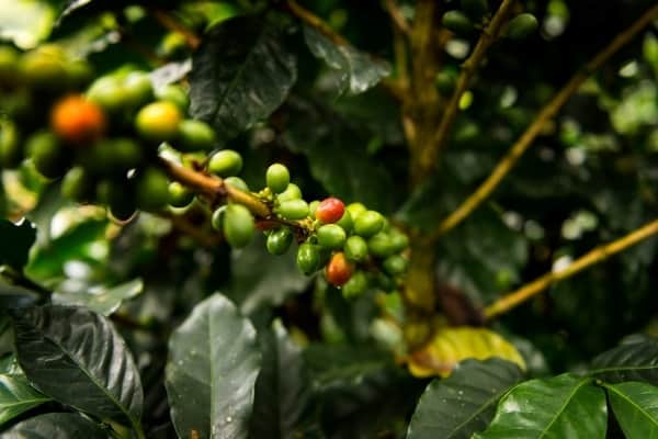 coffee plant with branch and stems and a cluster of unripe green coffee cherries