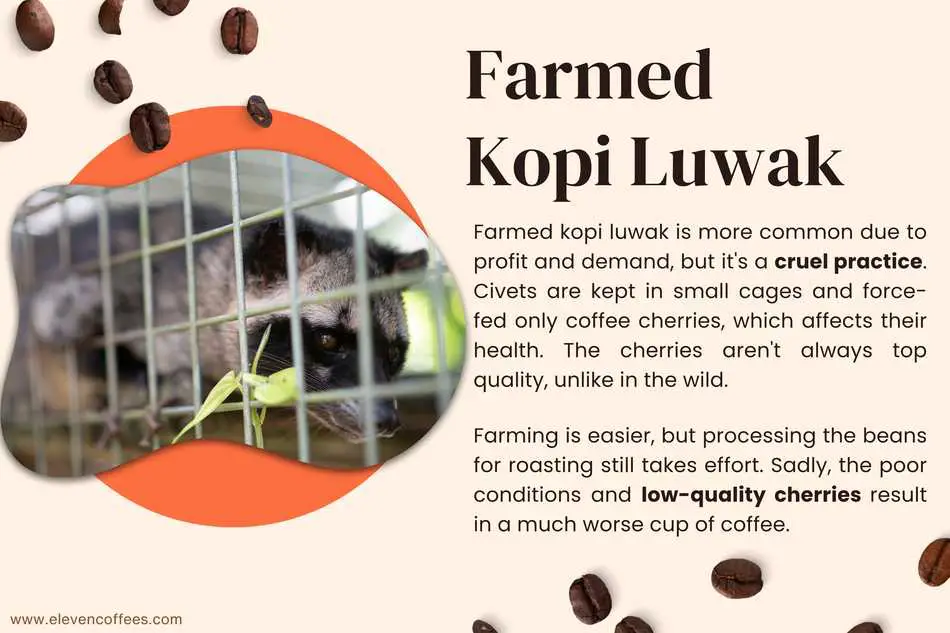 Farmed kopi luwak