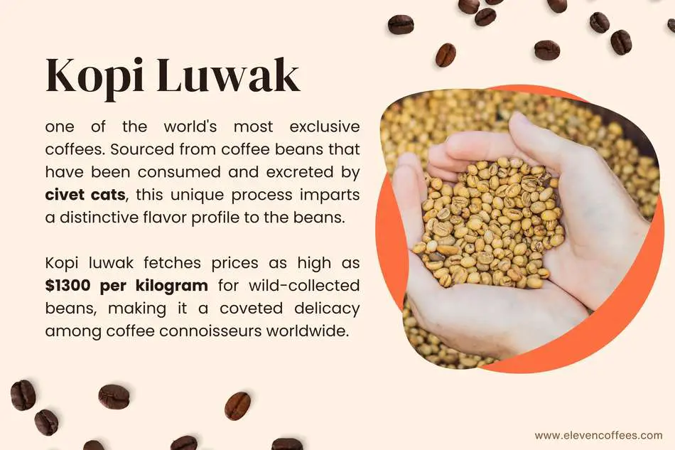 Kopi Luwak