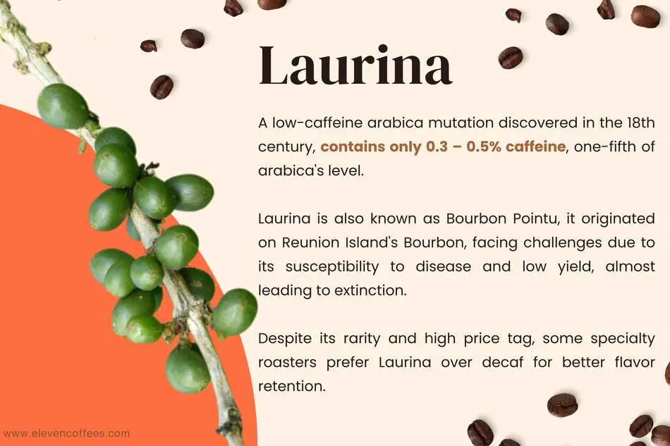 Information about laurina coffee, a naturally low caffeine variety with only 0.3-0.5% caffeine compared to 1.2-1.5% in regular arabica. Highlights its increasing popularity among specialty roasters as a preferred alternative to decaf coffee.