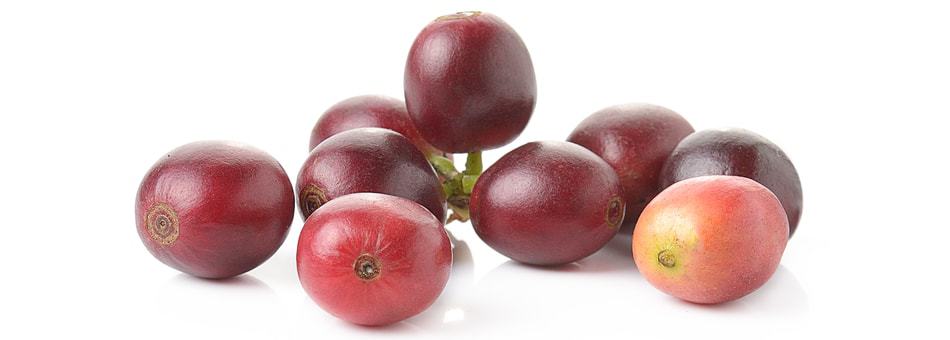 what is a coffee cherry?