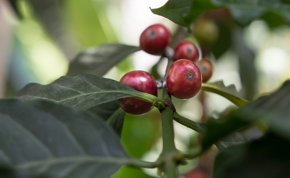 five red coffee cherries on branch of coffee plant with dark green leaves