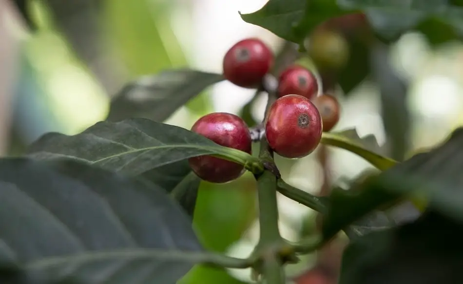 five red coffee cherries on branch of coffee plant with dark green leaves