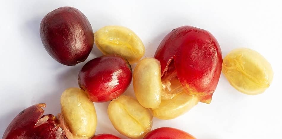 squeezed red coffee cherries reveal unprocessed green coffee beans