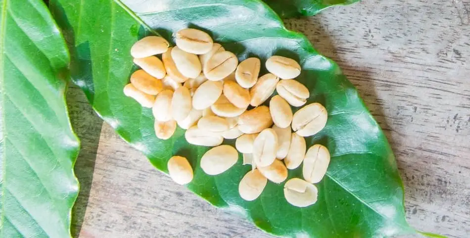 unprocessed green coffee beans sitting on green coffee leaf