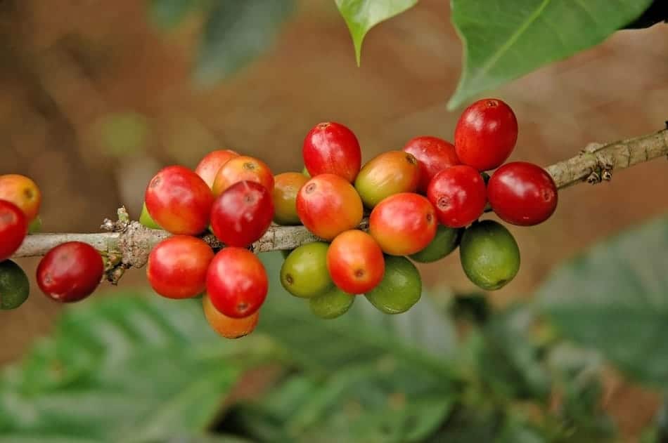unripe green and ripe red coffee cherries in a cluster on branch of coffee plant