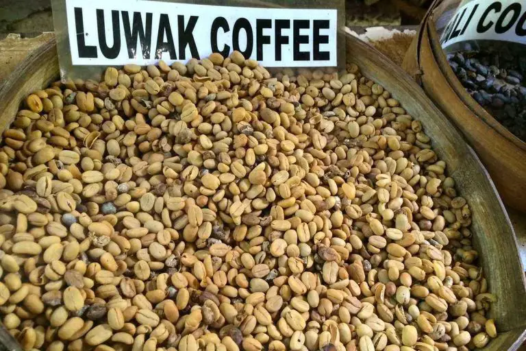 What Is the Price of Kopi Luwak? (Full Breakdown for 2021-22)