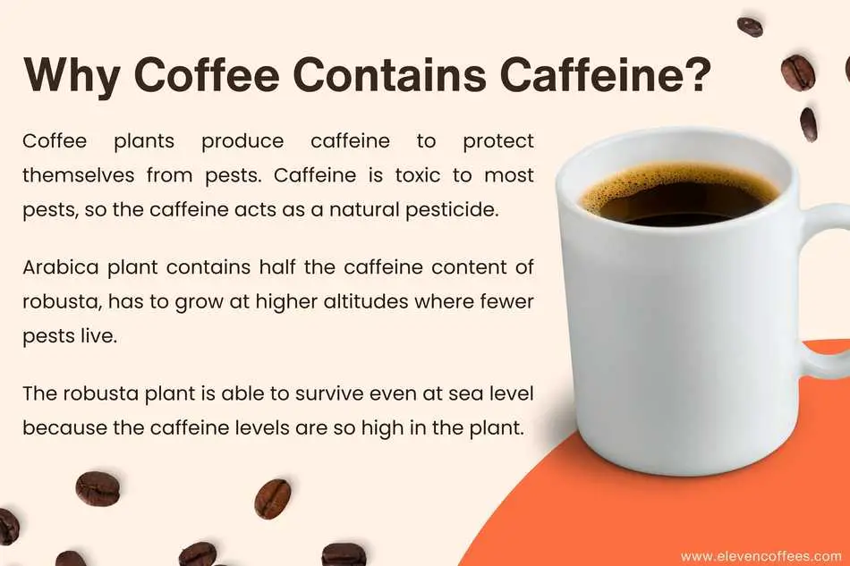 Coffee contains caffeine is because coffee plants produce caffeine as a natural pesticide. Arabica grows at high altitudes with lower caffeine, while Robusta thrives at sea level due to higher caffeine levels.