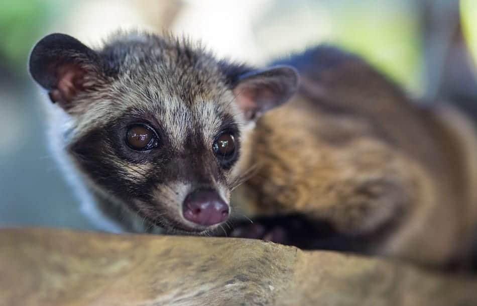 lone Asian Palm civet in the wild