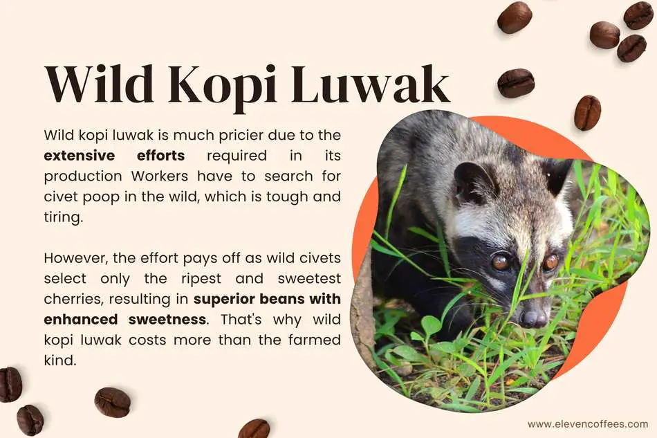 Wild kopi luwak