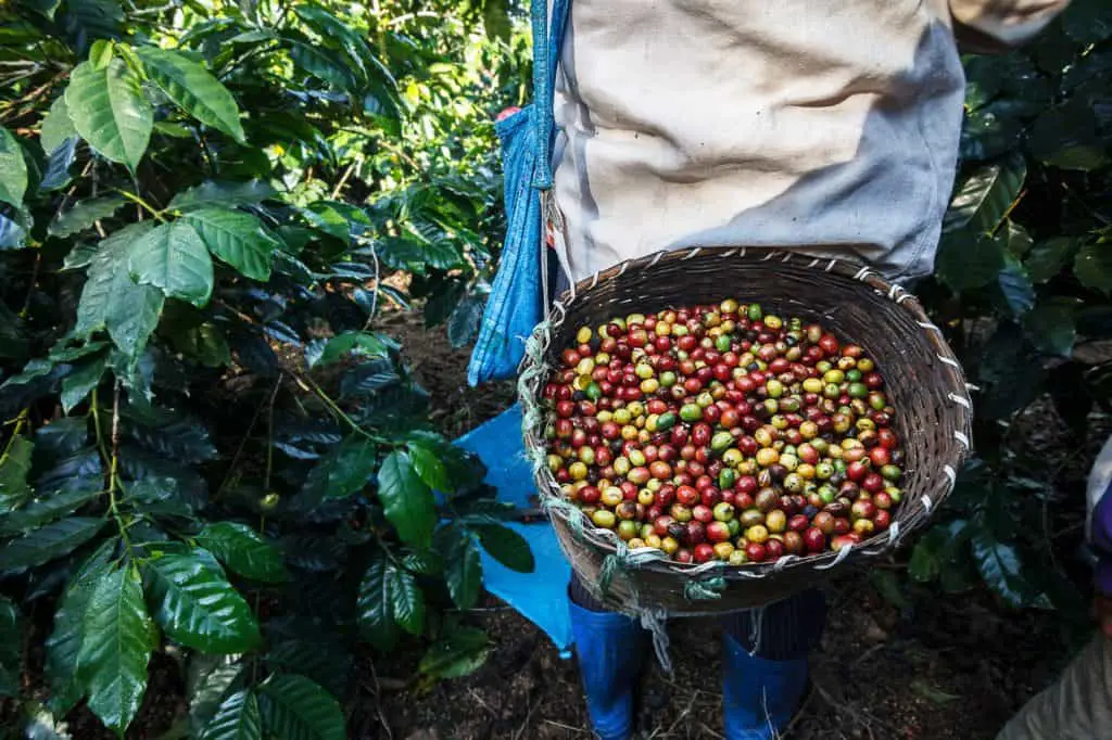 A coffee picker's basket containing a mix of ripe and unripe coffee cherries