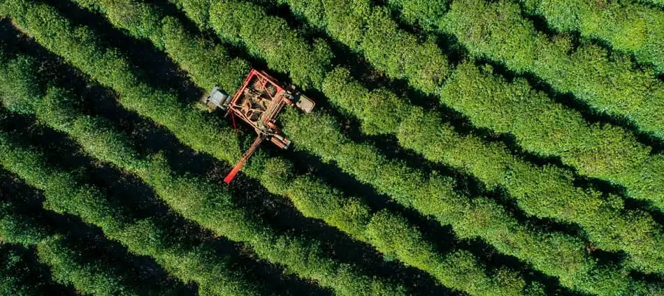 machine harvesting coffee plants in brazil