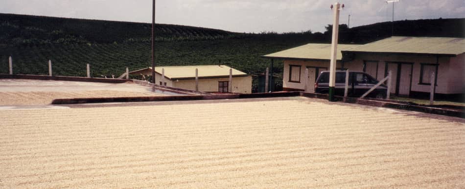 Washed, green coffee beans drying in the sun