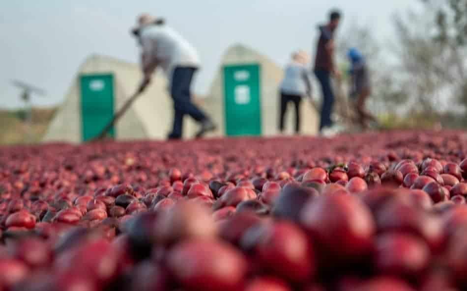 Farmers laying out fresh red ripe coffee cherries to ensure even drying