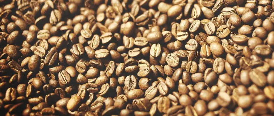 robusta coffee beans