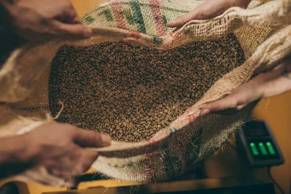 Coffee Production 101: How Is Coffee Produced & Processed