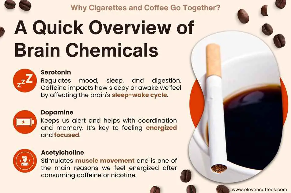 Overview of brain chemicals affected by caffeine and nicotine: serotonin (mood, sleep), dopamine (alertness, memory), and acetylcholine (muscle movement, energy)